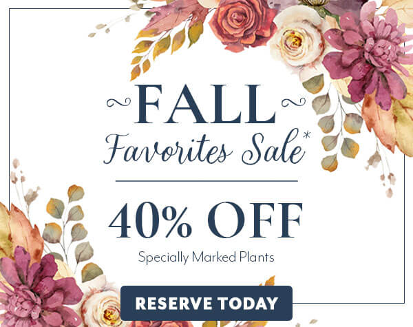 Fall Favorites Sale 40% Off