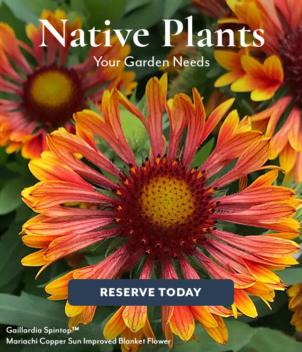 Native Plants