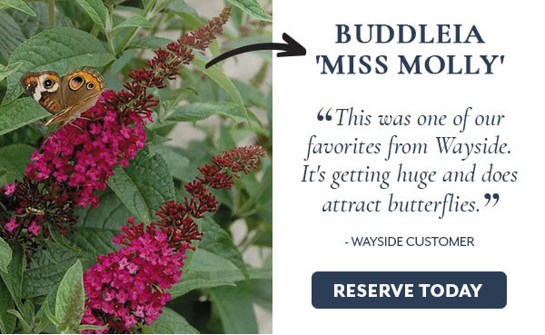 Buddleia Miss Molly