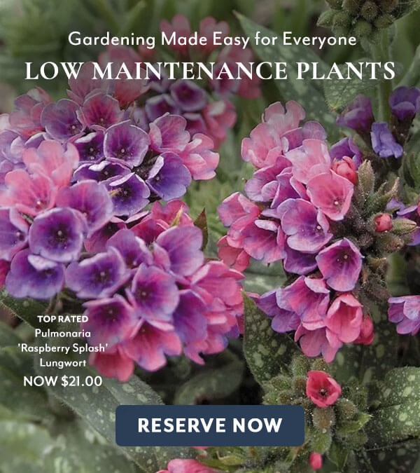 Low Maintenance Plants