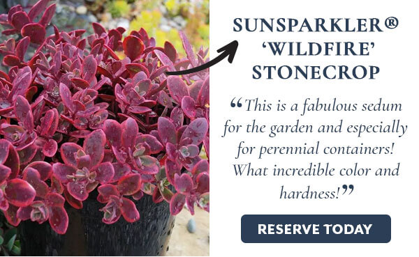 Sedum SunSparkler® 'Wildfire' Stonecrop