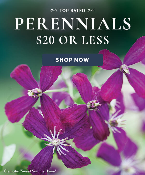 Perennials for $20 or Less