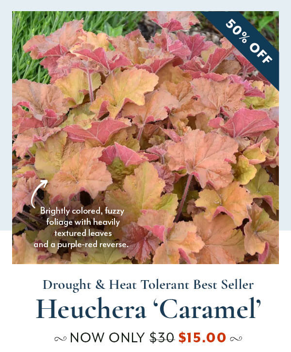 Heuchera Caramel