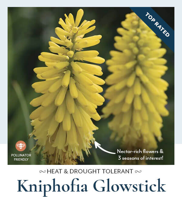 Kniphofia Glowstick