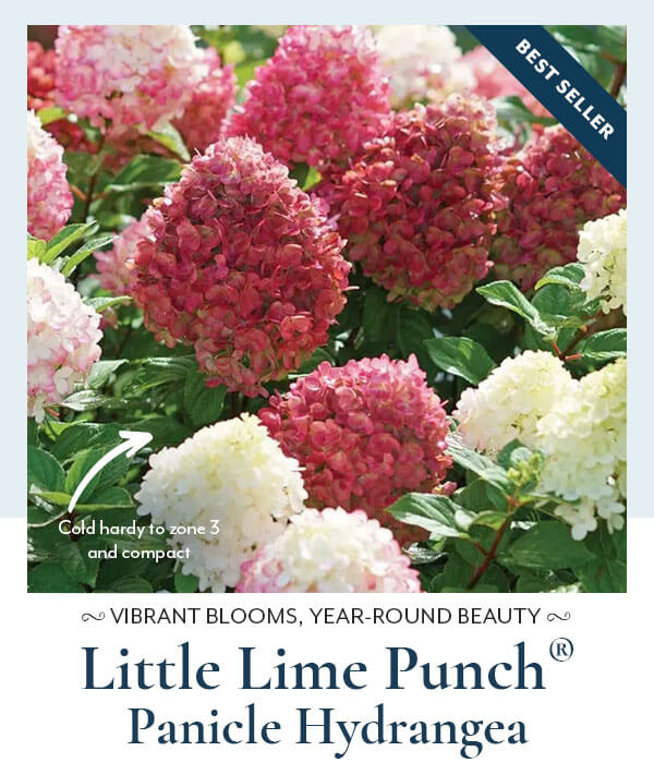 Little Lime Punch® Panicle Hydrangea