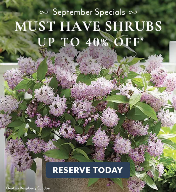 Must Have Shrubs up to 40% Off