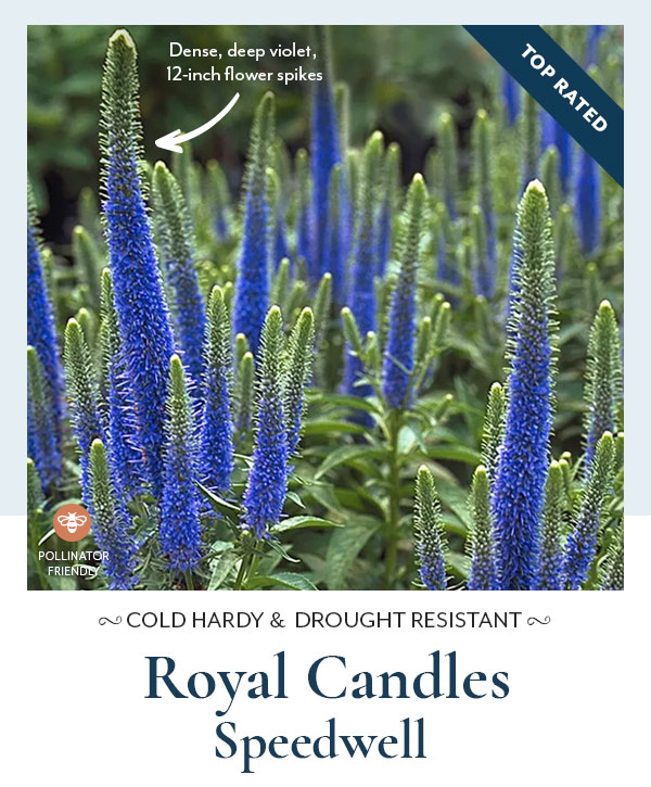 Royal Candles Speedwell