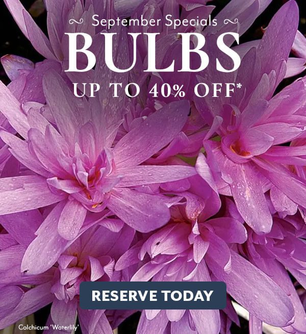 Must Have Bulbs up to 40% Off