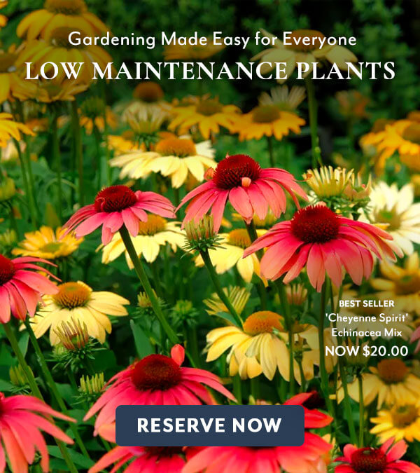 Low Maintenance Plants