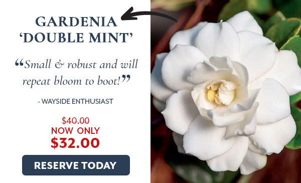 Gardenia