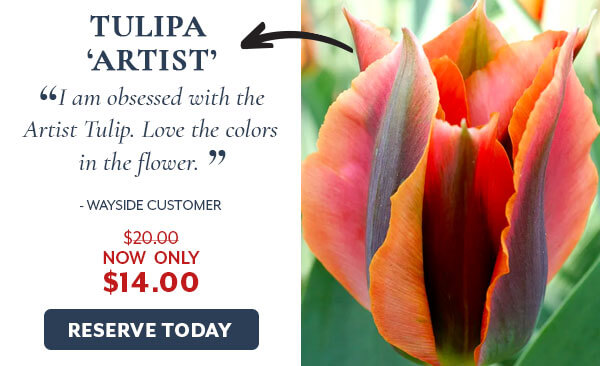 Tulipa