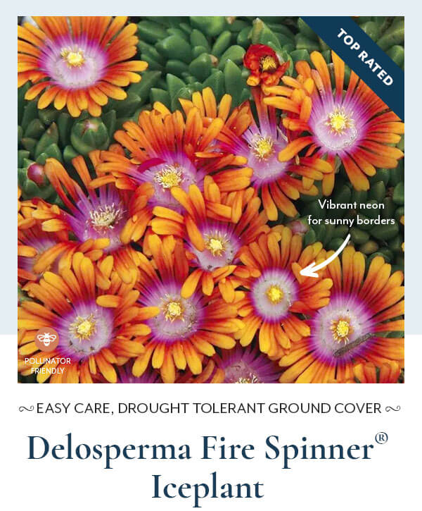 Delosperma Fire Spinner® Ice Plant