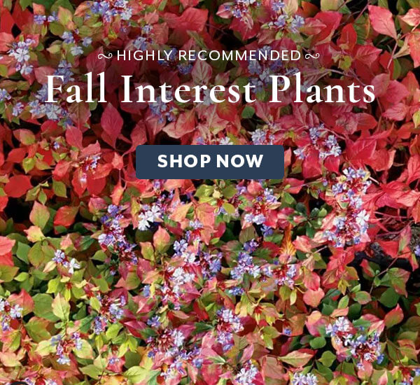 Fall Interest Plants