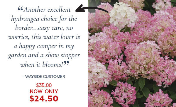 Hydrangea Fire Light Tidbit®