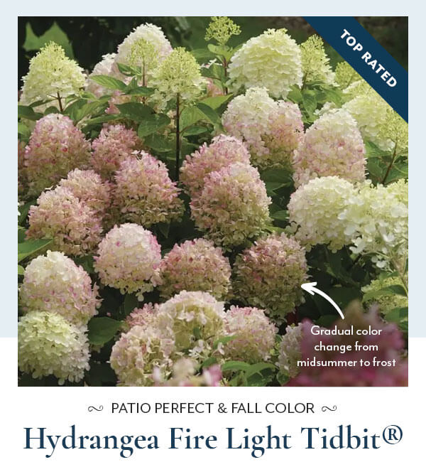 Hydrangea Fire Light Tidbit®