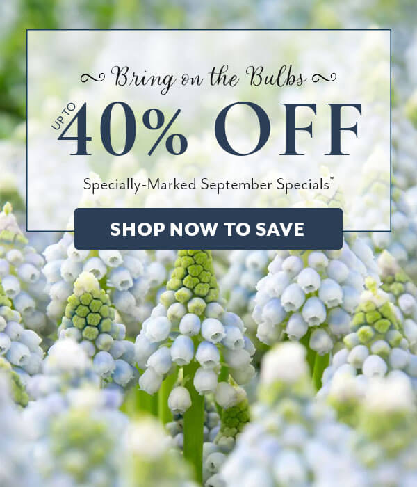 Must Have Bulbs up to 40% Off