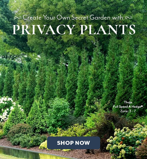 Shop Privacy Plants