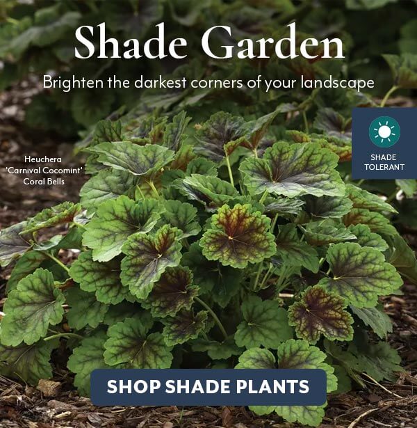 Shade Garden