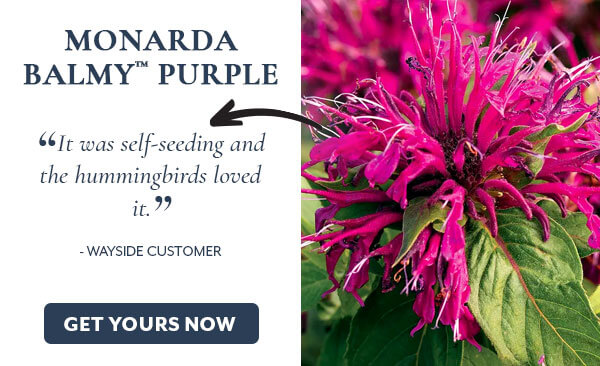 Monarda Balmy™ Purple Bee Balm