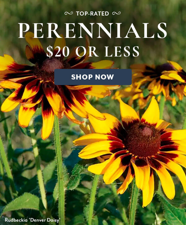 Perennials for $20 or Less