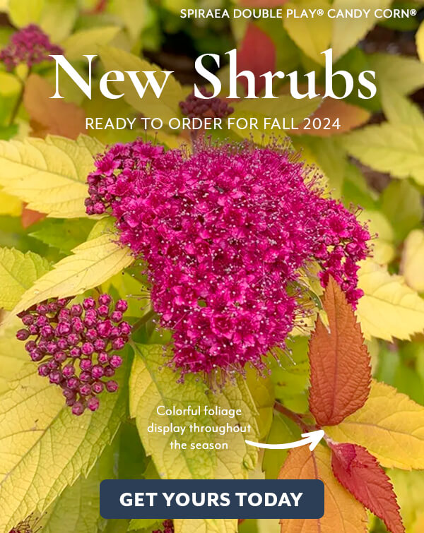 New 2024 Collection: New Shrubs for Spring!