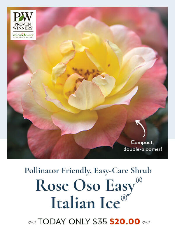 Rose Oso Easy Italian Ice