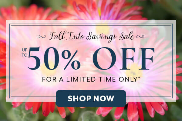 Fall Into Savings