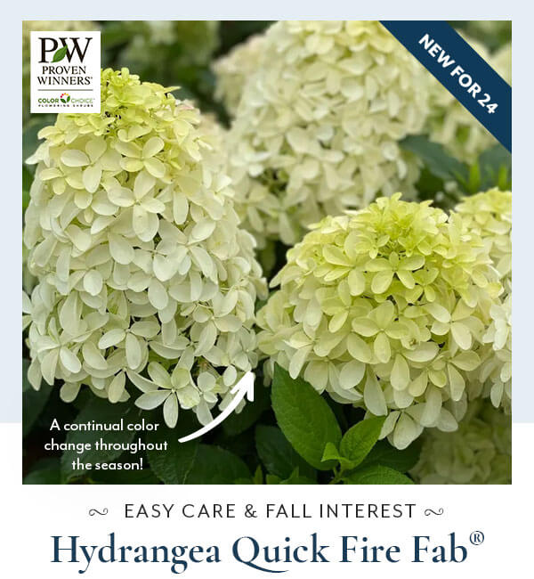 Hydrangea Quick Fire Fab