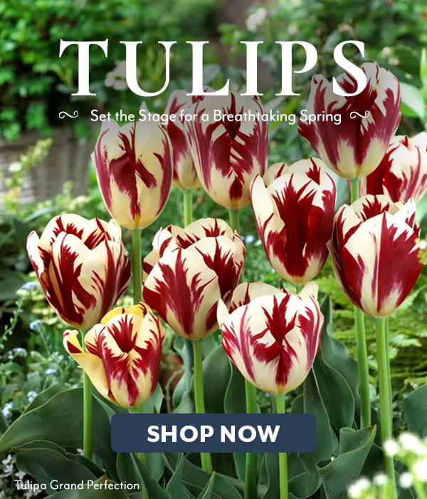 Tulips