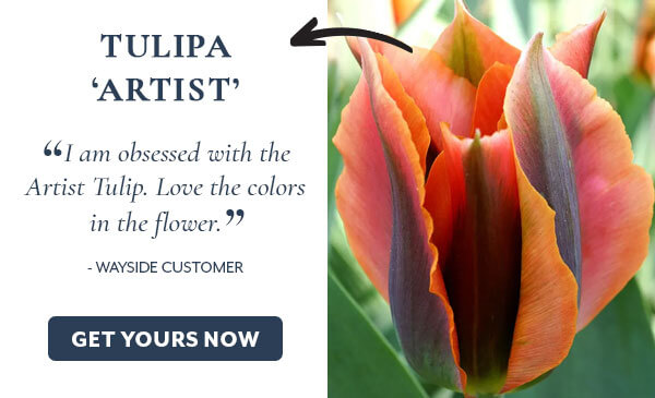 Tulip 'Artist'