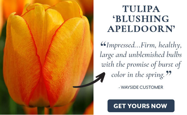 Tulip 'Blushing Apeldoorn'