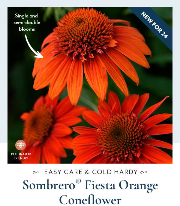 Sombrero Fiesta Orange Coneflower