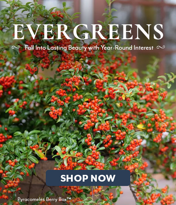 Evergreens