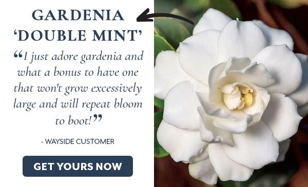 Gardenia 'Double Mint'