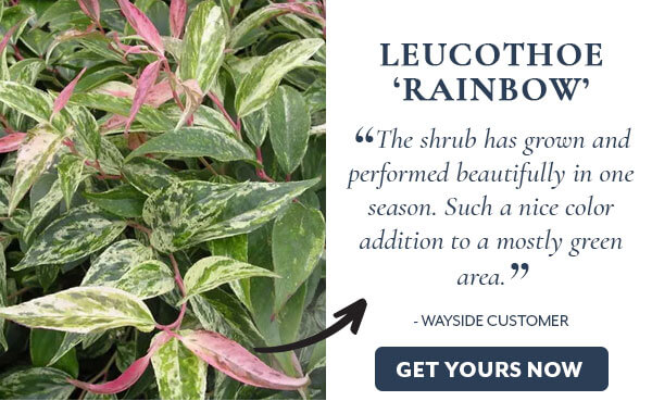 Leucothoe Rainbow