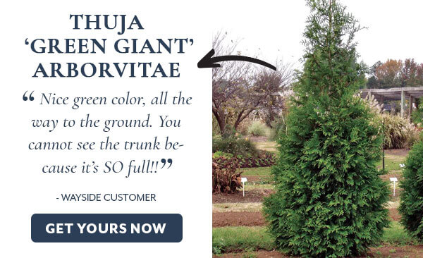 Thuja Green Giant