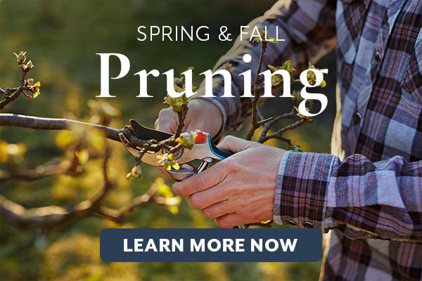 Spring and Fall Pruning