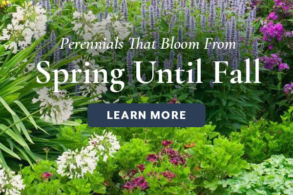 Spring to Fall Perennials