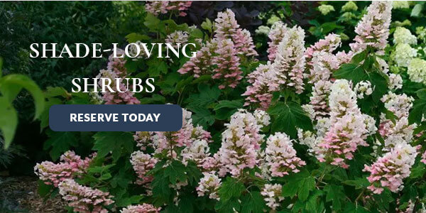 Shade-Loving Shrubs