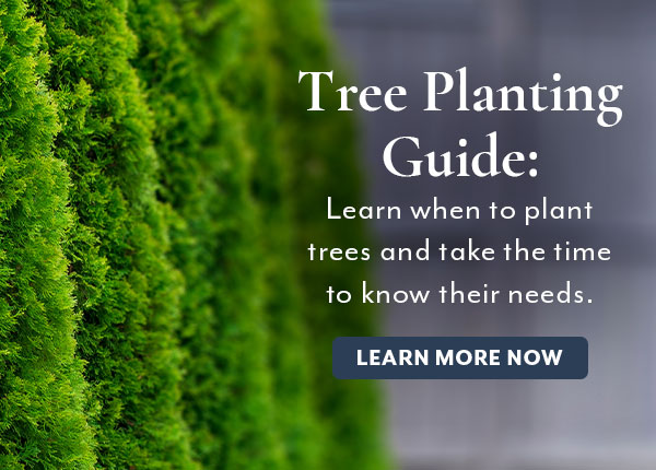 Blog: How and When to Plant Trees