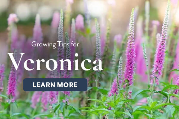 Veronica Growing Tips