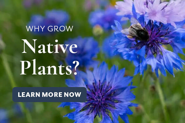 All About Wildflowers, Native Plants