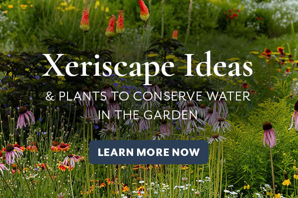 Xeriscaping Blog