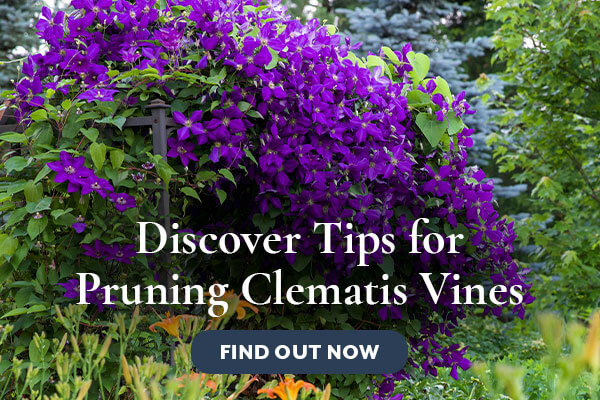 Clematis Pruning Tips