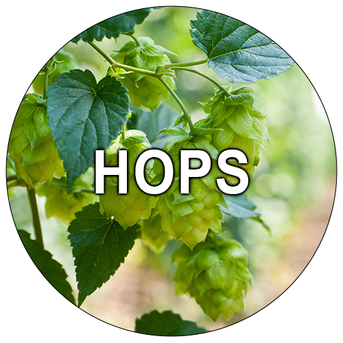 Hops