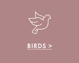 Shop Bird Jewelry | ALEX AND ANI