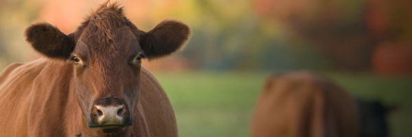 Prepare Your Cattle For Fall - Shop Now
