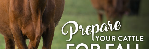 Prepare Your Cattle For Fall - Shop Now LY j lYOUR CATTLE FaAaAam reall 