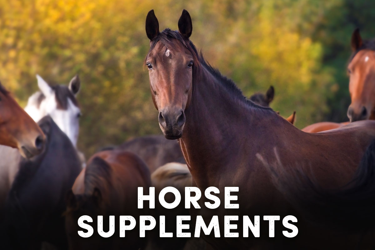 Horse Supplements - Shop Now