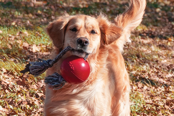 Dog Toys - Shop Now